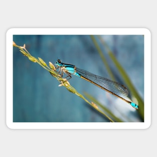 Blue Dragonfly Sticker